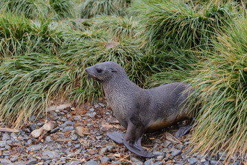 Fur seal on the grass