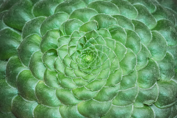 Fototapeta premium Green Cactus macro background with selective focus. Fresh green.
