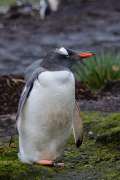 Wet gentoo penguine in green grass in rainy weather