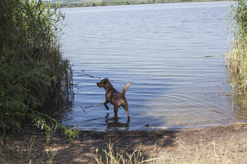 dog