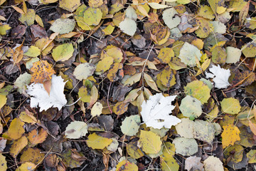 Autumn fallen leaves in on the asphalt useful for texture or background