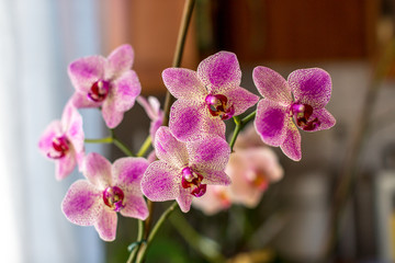 Fototapeta na wymiar Spotted Phalaenopsis orchids. Beautiful white orchid with pink spots.