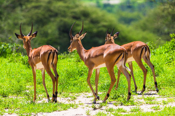 Wild Impalas in Tarangire National Park. Tanzania.