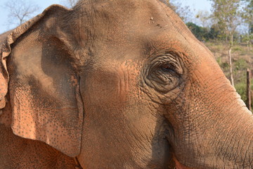 Fototapeta na wymiar cara de elefante