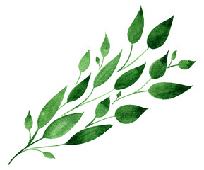 Watercolor floral illustration with olive branch