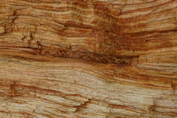 коричневая деревянная текстура из куска дерева © butus
