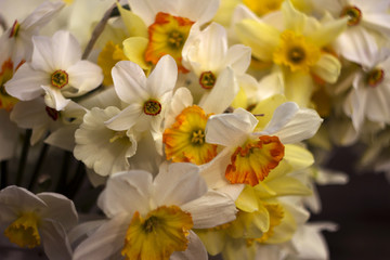Many kinds of daffodils in a bouquet, Yellow, white daffodils in the spring. Blooming spring flowers background