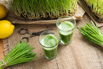 Two glasses of barley grass juice with freshly grown barley grass