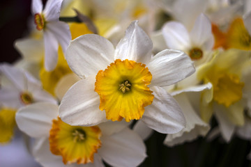Fototapeta na wymiar Many kinds of daffodils in a bouquet, Yellow, white daffodils in the spring. Blooming spring flowers background
