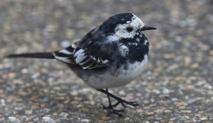 Pied Wagtail