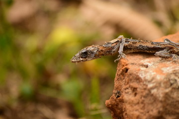 borning lizard