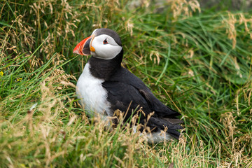 The Atlantic puffin, also known as the common puffin
