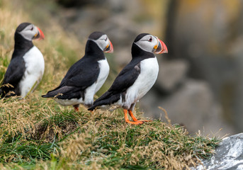 The Atlantic puffin, also known as the common puffin