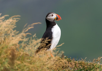 The Atlantic puffin, also known as the common puffin
