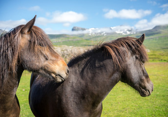 Obraz premium A herd of Icelandic horses in a pasture in Iceland