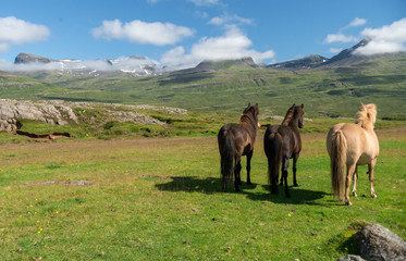 A herd of Icelandic horses in a pasture in Iceland