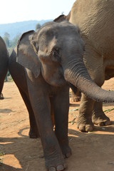 elefante bebe