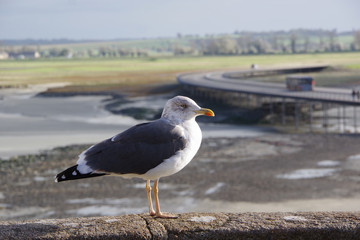 Seagull at Mont Saint Michel