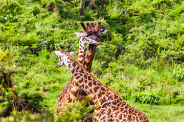 Giraffe. Ngorongoro Crater Conservation Area. Tanzania.