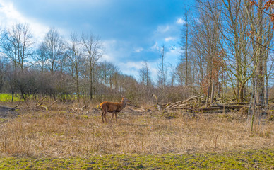 Obraz na płótnie Canvas Deer in a natural park in sunlight in winter