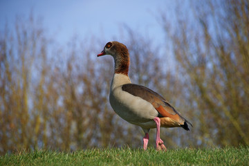 Plumage of Egyptian Goose