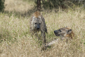 Hyena eating, Africa