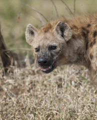 Hyena eating, Africa