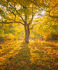 Nice tree in the forest in autumn