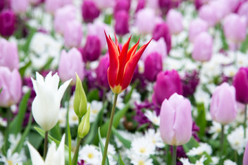Fototapeta premium Blooming flowers in Keukenhof park in Netherlands, Europe