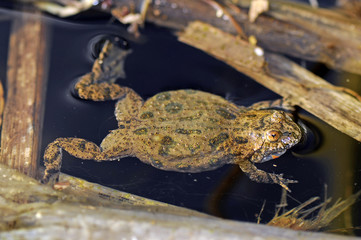 Rotbauchunke (Bombina bombina) - European fire-bellied toad