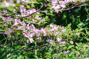Pink Dogwood tree Cornus Florida in full bloom in springtime. Flowering Dogwood in nature