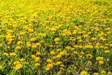 Obraz premium Field of flowering dandelions.