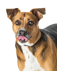 Medium Size Dog Sticking Tongue Out