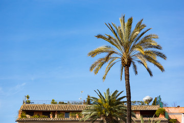 rooftop patio over the city of rome italy with pam tree on sunny day with cloudless blue sky