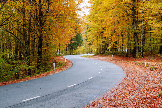 Fototapeta Winding forest road in beautiful autumn colors near Bohinj lake