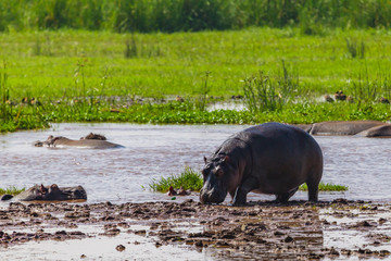 Hippopotamus. Lake Manyara National Reserve Tanzania.