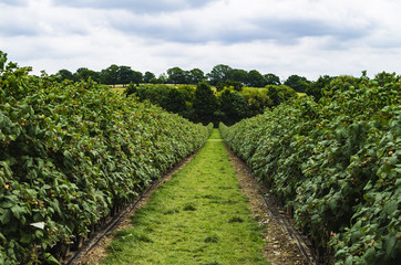 Fototapeta na wymiar a green path between raspberry bushes