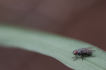 Fly on a green leaf with brown background