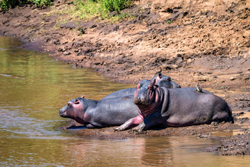 Fototapeta premium Close hippo or Hippopotamus amphibius by water