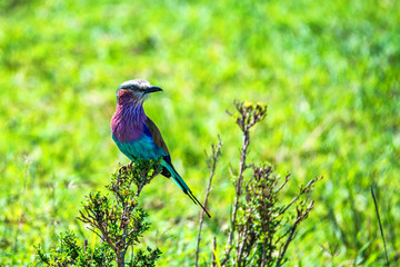 Lilac-breasted roller or Coracias caudatus