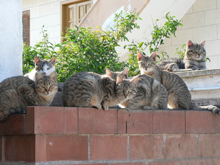 A group of european cats is looking to you