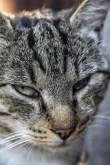 Closeup of an adorable cat