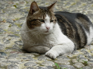 Portrait of a cute cat