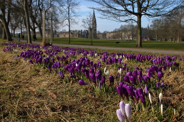 Wiosna w stolicy Szkocji, Edynburgu, na pierwszym planie kwitnące na fioletowo i biało krokusy, część rozmyta, w tle nieostry park, zielony trawnik, ścieżka spacerowa, drzewa, zabudowania miasta - obrazy, fototapety, plakaty