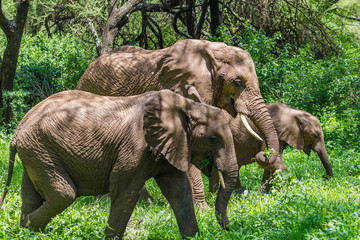 Fototapeta premium Wild elephant at Lake Manyara National Park. Tanzania.
