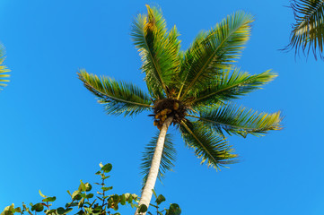 the top of a palm tree with green leaves on blue sky background