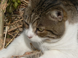Cute cat is thinking