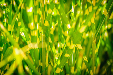 Dark version. Close up background texture of striped grass. Green and yellow grass as background