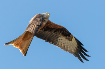 red kite
