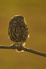 Little Owl - Athene noctua, small beautiful owl from European forest sitting on the branch in nice evening golden light with clear background.